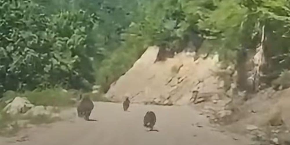 Ku u shfaq ariu me të vegjlit në bjeshkët e Deçanit?