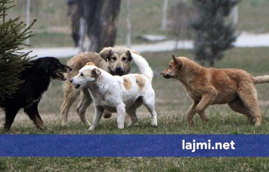 Kush dyshohet për helmimin masiv të qenve endacakë në Mitrovicë?