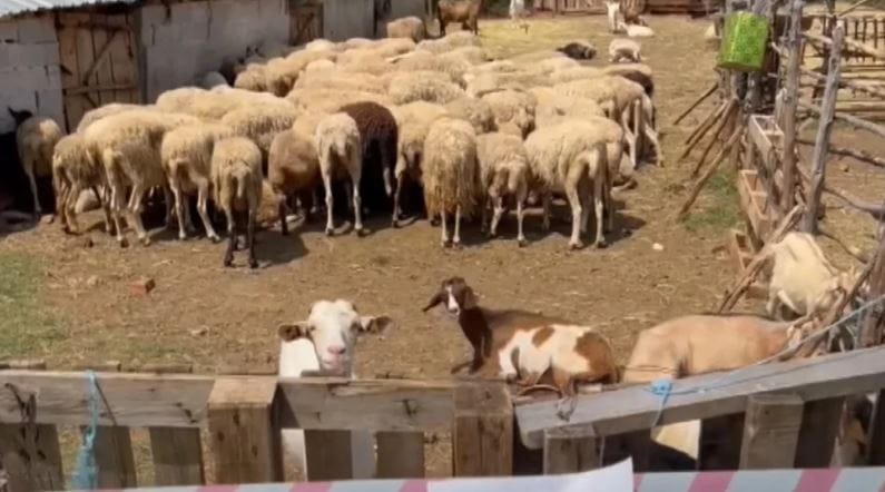 Çfarë masash po merren për murtajën e deleve në Dajç të Shkodrës?