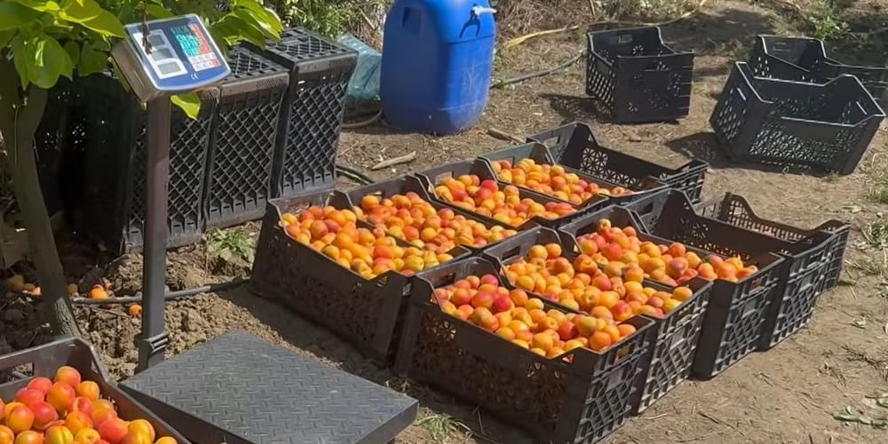 Kajsi e Xibrakës rikthehet pas 5 vitesh, fermerët kërkojnë subvencione