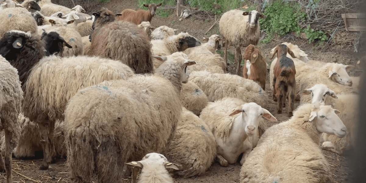 Çfarë konfirmuan analizat për Murtajën e Ruminantëve të Vegjël në Ersekë?