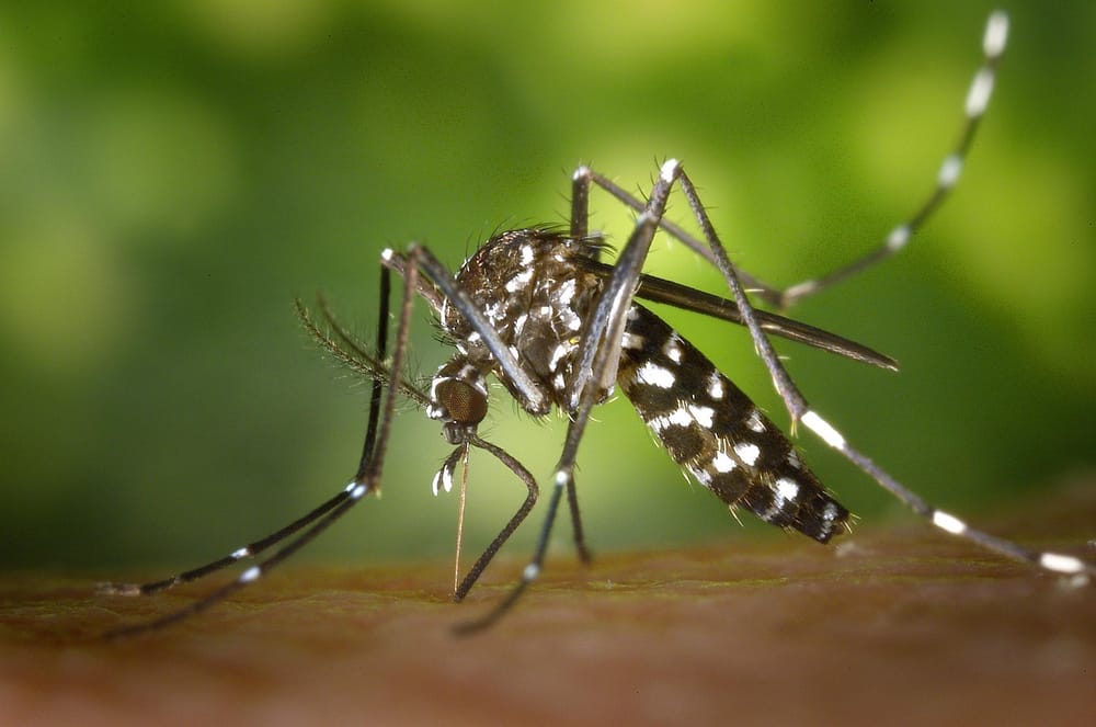 Si u shfaq rasti i parë me virusin Zika në Maqedoni?