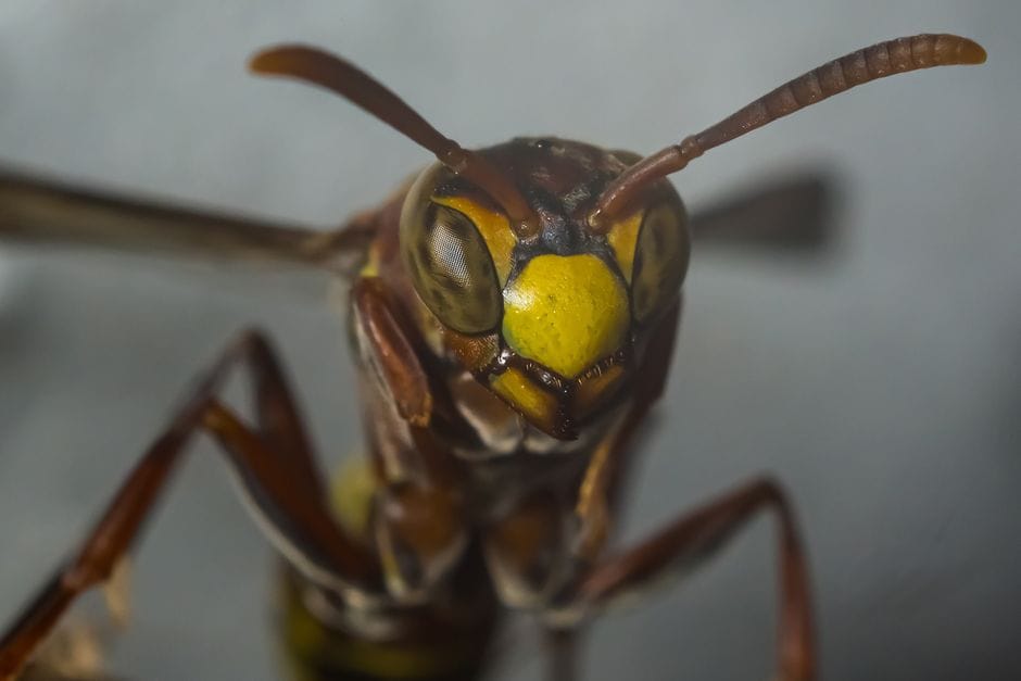 Sa më të rënda janë helmimet nga insektet në Fier këtë vit?