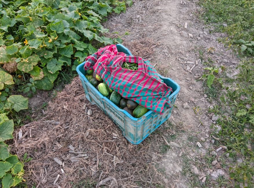 Pse po kërkohet trangulli i Rahovecit gjithnjë e më shumë në Evropë?