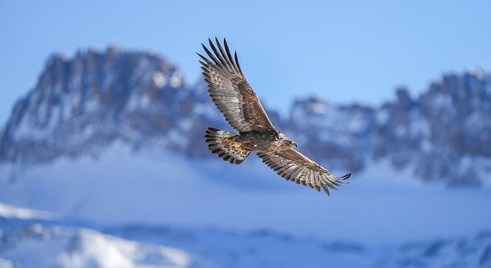 Çfarë e bën të veçantë karnevalin e Golden Eagle në Suharekë?