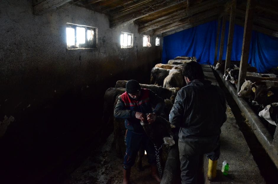 Çfarë kërkon AUV nga firma e asgjësimit të kafshëve ngjitëse?