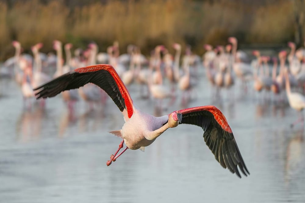 Çfarë mund të ndikojë kënga 'Flamingo' në solidaritetin e shqiptarëve?