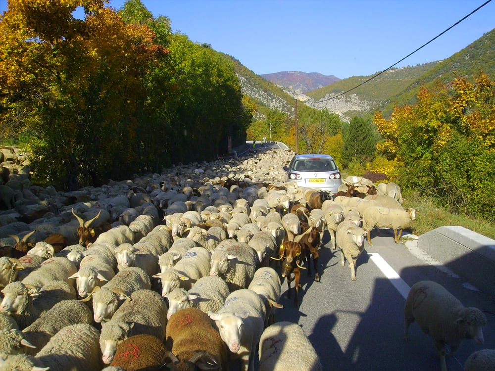 Çfarë ofron skema e re kombëtare për mbi 32 mijë fermerë që aplikuan?