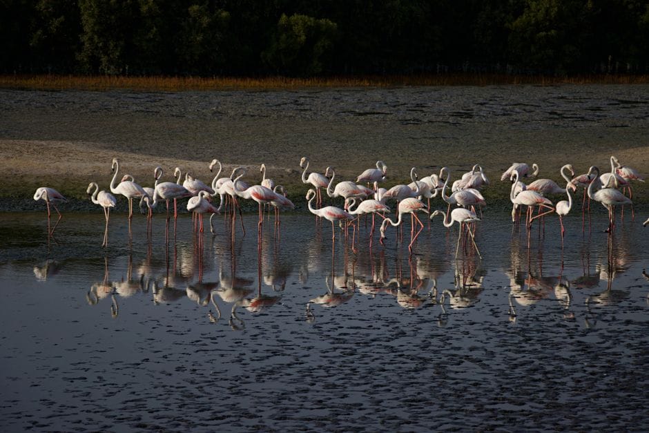 Pse i krahason Rama protestuesit me 'flamingo' dhe opozitën me 'sorra'?