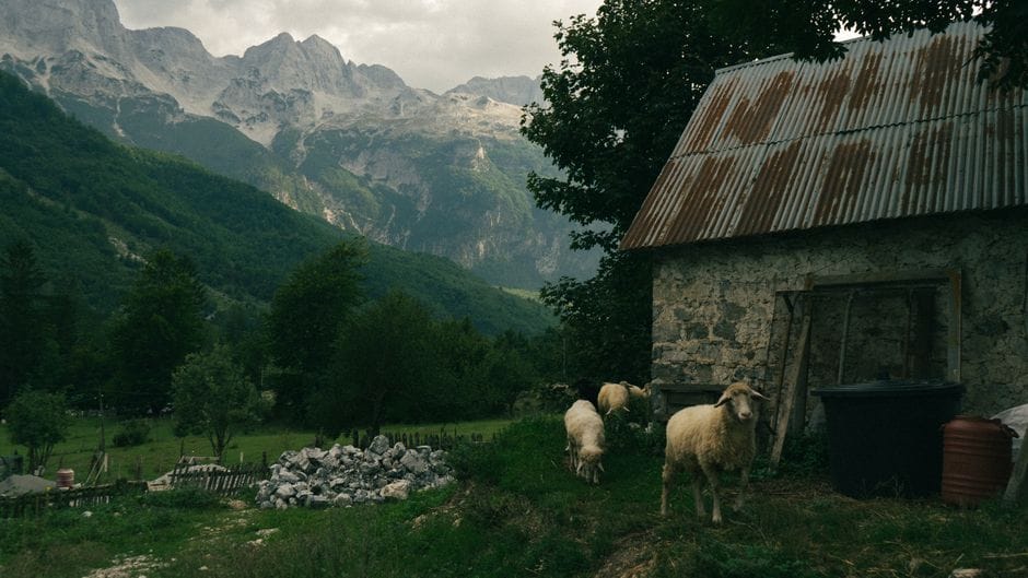 Si mbyti ariu 10 dele në kotalle mbi Kamjan?