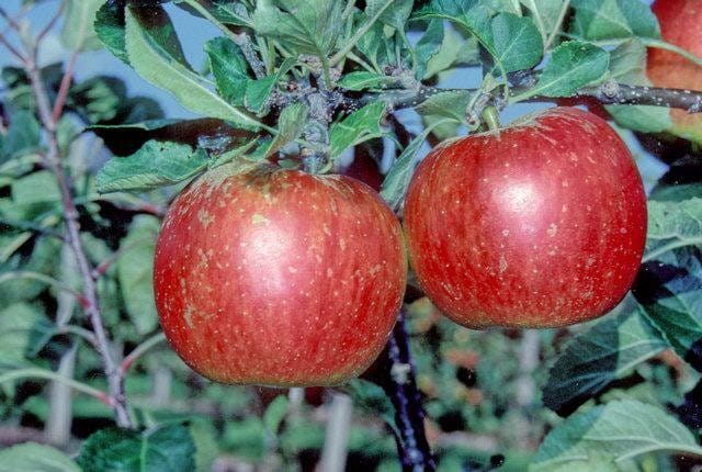 Si u zbulua një iPhone në burgun e Durrësit?