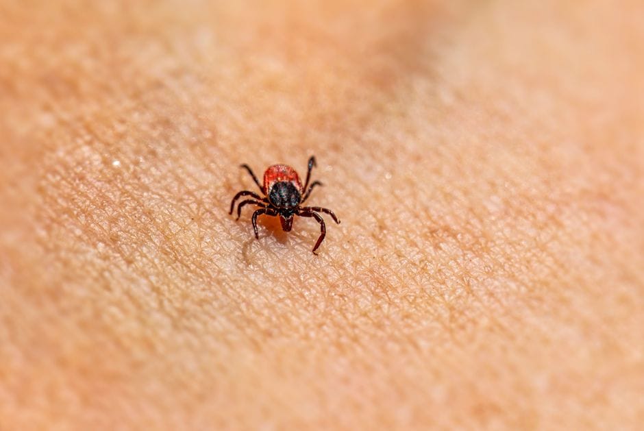 Sa raste pickimi nga rriqnat u regjistruan në Klinë dhe çfarë po bëhet?