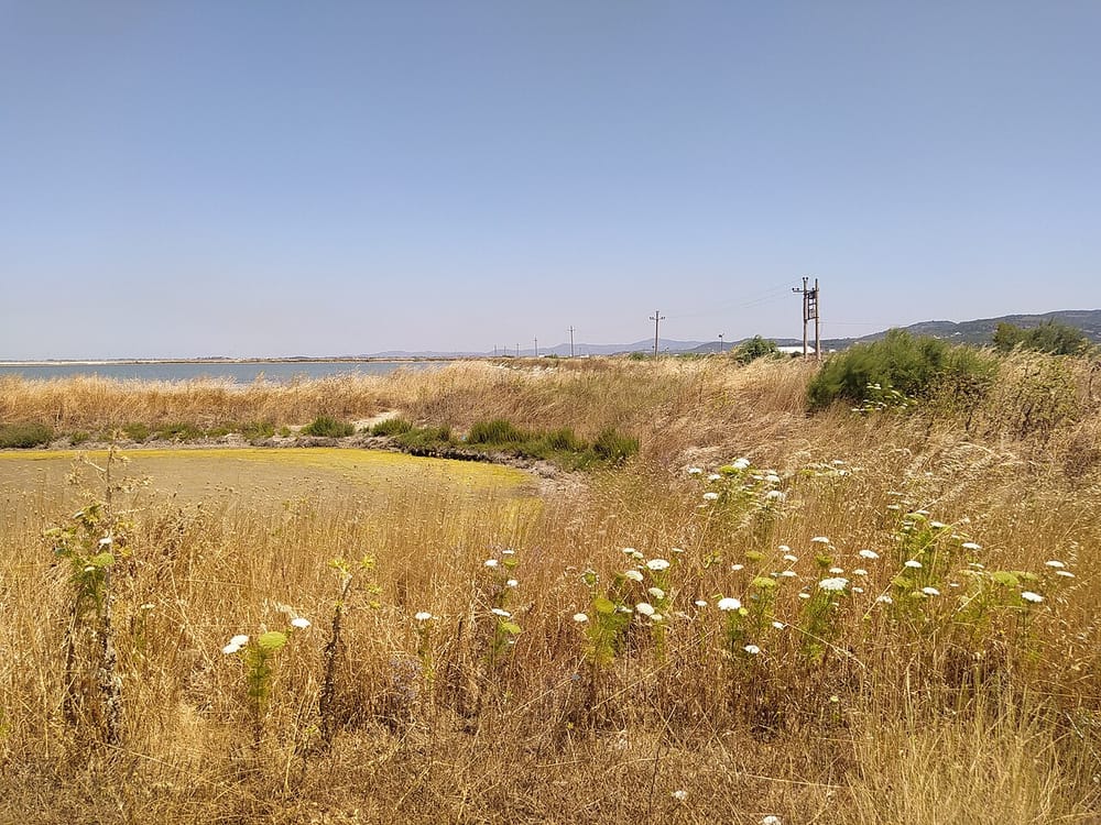 Pse 'Revolucioni Flamingo' tërheq vëmendjen e mediave ndërkombëtare?