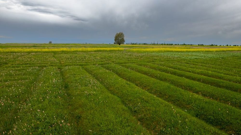 Qeveria kompensoi nën 50% të dëmeve prej 35 milionë eurosh në bujqësi