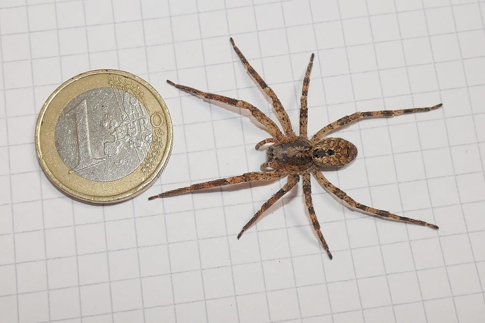 Euro këmbehet me 93.8 lekë