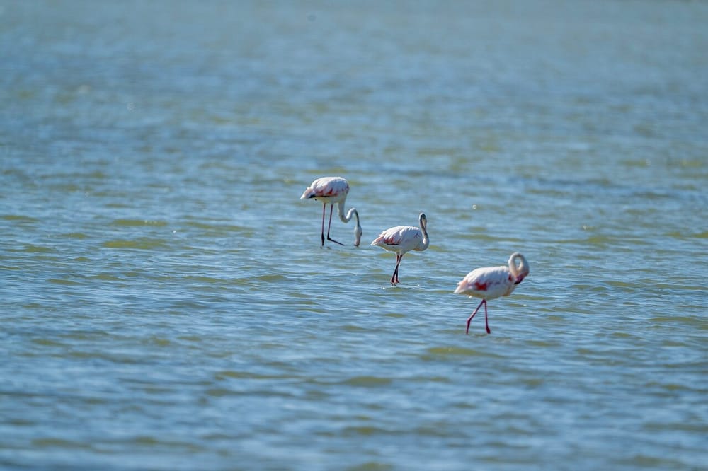 Si filloi 'Revolucioni i flamingove' në Shqipëri?