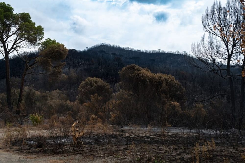 Zjarret shkurtuan 33 mijë hektarë pyje në Shqipëri