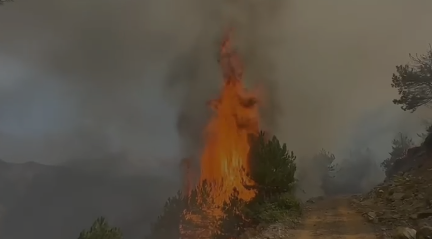 Zjarri në Pukë përfshin sipërfaqe pyjore me pisha