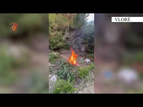 Arrestohet 33-vjeçari në fshatin Dukat për kultivim kanabisi