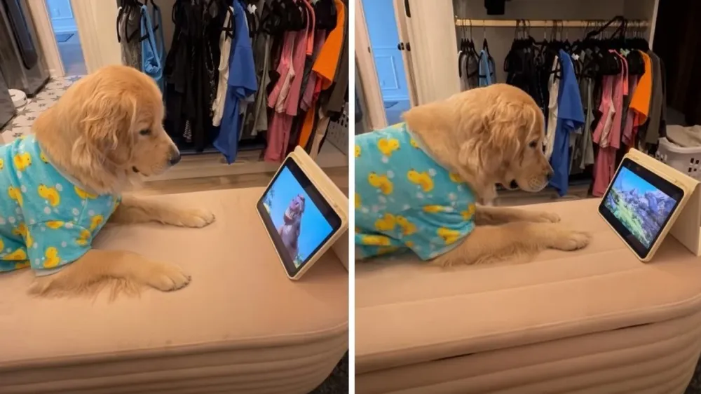 Golden retrieverja Pearl argëtohet duke parë filmin e animuar