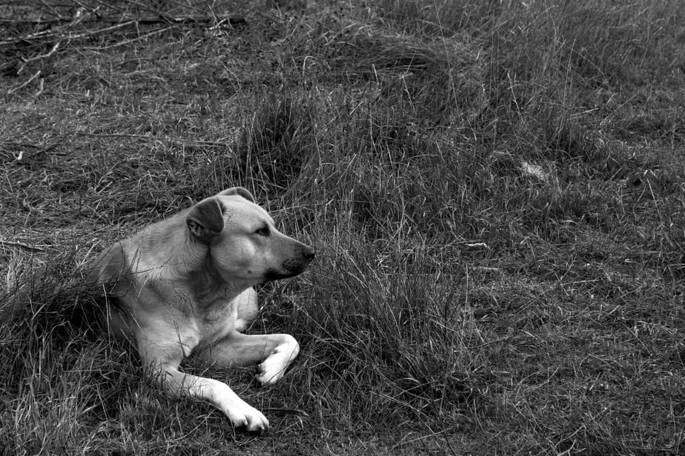 Blackmouth Cur