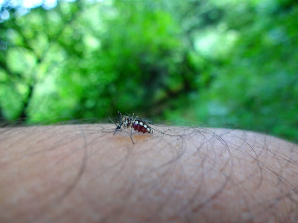 Aedes mosquito biting human in Sanjay Van