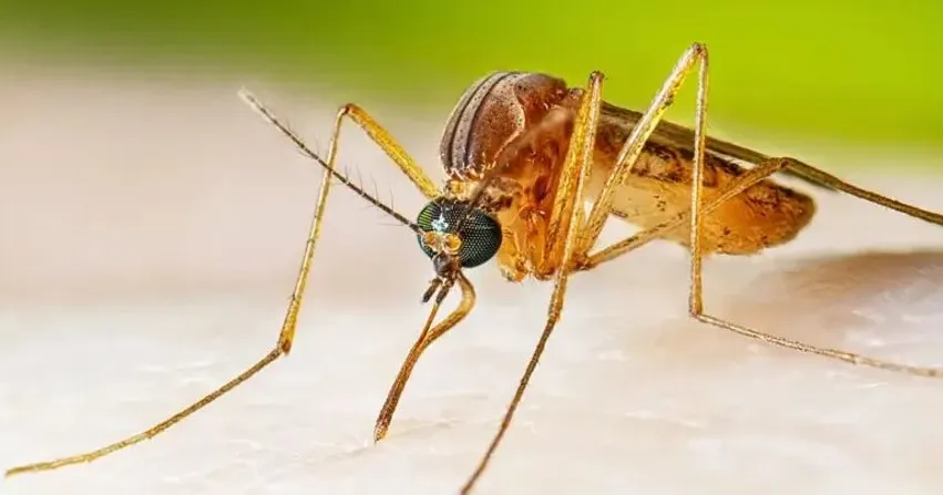 24 pacientë të shtruar në Infektivë pas viktimës së dytë nga ethet