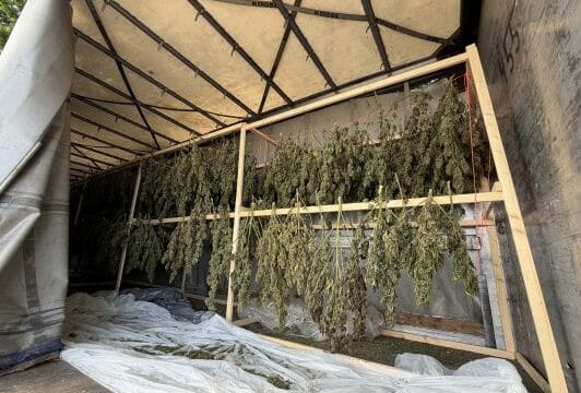 Dy shqiptarë arrestohen në Zvicër për plantacion kanabisi