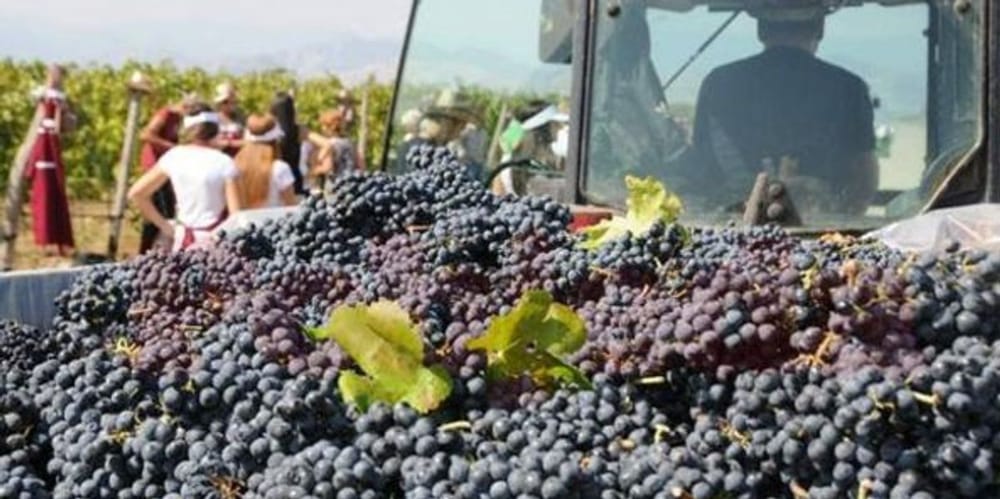 Serafimovski: Mbi 54 milionë kilogramë rrush të grumbulluar deri tani