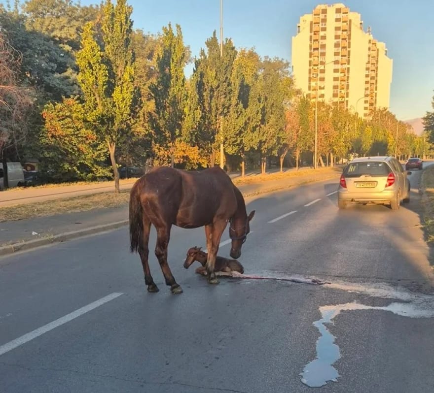 Lindje e pazakontë e një mëzi në hapësirë publike të Shkupit