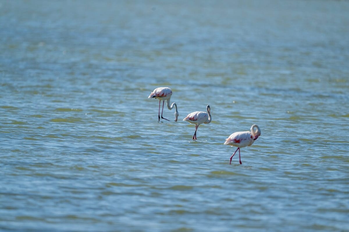 Si filloi 'Revolucioni i flamingove' në Shqipëri?