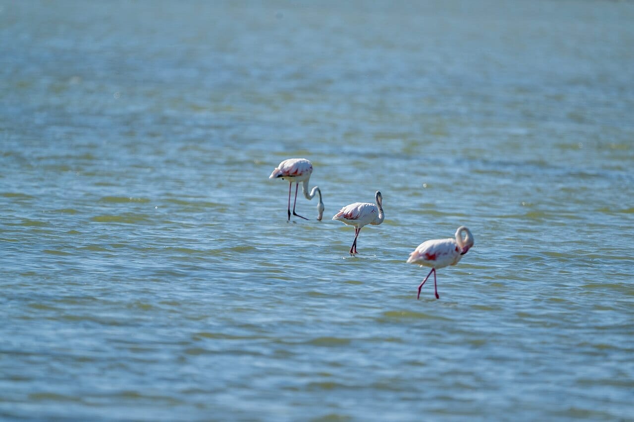 Si filloi 'Revolucioni i flamingove' në Shqipëri?