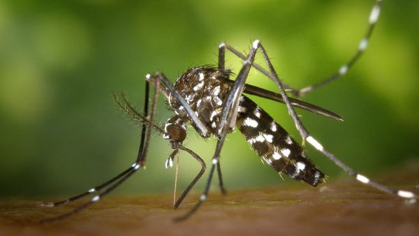 Si u shfaq rasti i parë me virusin Zika në Maqedoni?