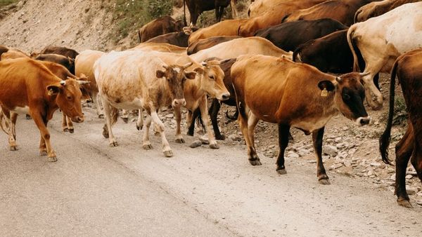 Bujqësia dhe blegtoria në Kosovë shënojnë rritje më 2025