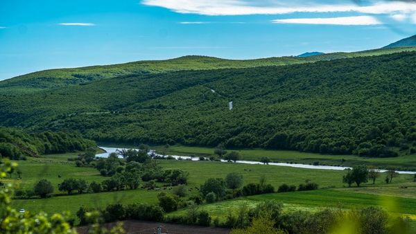 Fisi Berisha — shpina gjenealogjike e Pukës, Kosovës dhe familjes Jashari