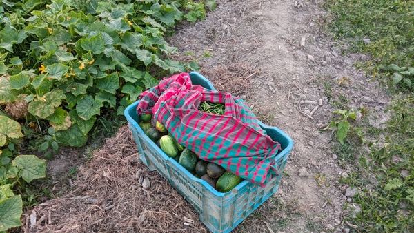 Pse po kërkohet trangulli i Rahovecit gjithnjë e më shumë në Evropë?
