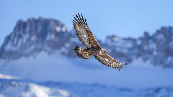 Çfarë e bën të veçantë karnevalin e Golden Eagle në Suharekë?