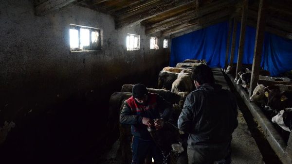 Çfarë kërkon AUV nga firma e asgjësimit të kafshëve ngjitëse?