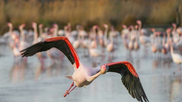 Çfarë mund të ndikojë kënga 'Flamingo' në solidaritetin e shqiptarëve?