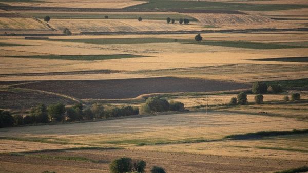 ASK: Mbi 6 mijë hektarë tokë bujqësore mbetën djerrinë më 2025