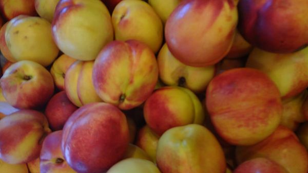 Çfarë vlerash ushqimore dhe kurative ka fruti i nektarinës?