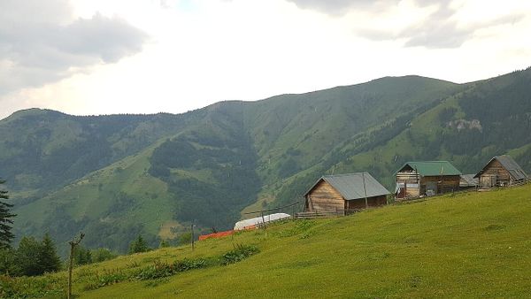 Plava nis 'Ditët e Boronicës' — 23 ditë kulturë deri më 4 gusht