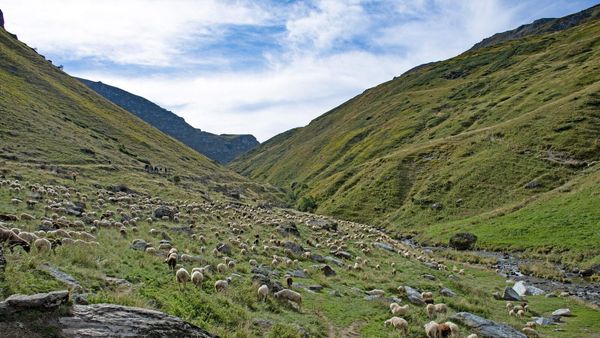 Delet në kullotë mbi Brod të Sharrit, Kosovë — Atdhebuja