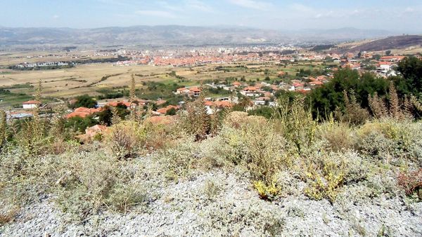 Stuhia dëmton të mbjellat në Devoll — rrëzohet pema në Korçë