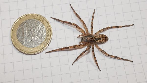 Euro këmbehet me 93.8 lekë