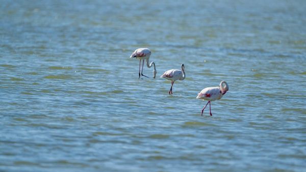 Si filloi 'Revolucioni i flamingove' në Shqipëri?