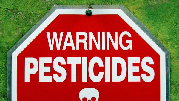 Pse janë frutat dhe perimet me përqendrim të lartë pesticide?