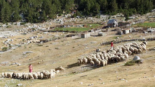 Stanet e Dobraçit, Shkodër — Albinfo