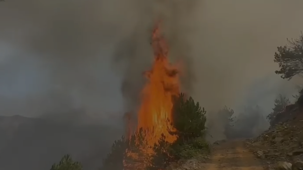 Zjarri në Pukë përfshin sipërfaqe pyjore me pisha