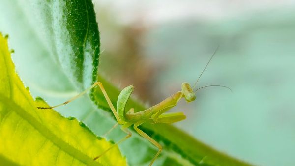 Nymph of a Mantis